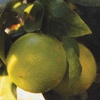 bergamot.jpg