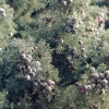 juniperberry（野生種）.jpg