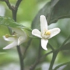 neroli.jpg